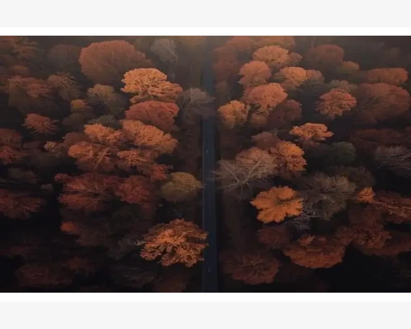 MT4交易记录打印成纸质报表的操作步骤
