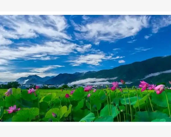 MT4电脑版版本信息查看方法详解_通知选项卡里到底有什么可设置的